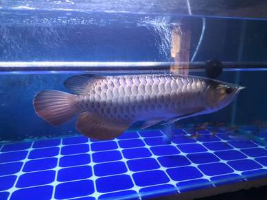 Arowana F2