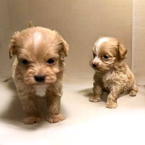 Maltipoo puppy quality