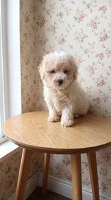Toy Poodle Puppy