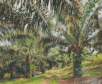 Agricultural Land in Kuala Nerang, KDH