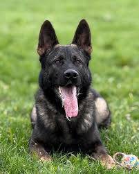 Guard dog for sale German shepherd Ddr bloodline