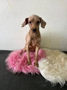 miniature poodle for sale