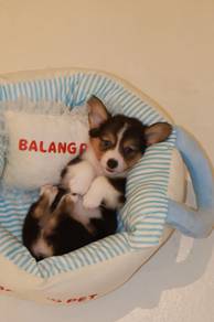 J0816 Corgi Charming Companion Puppy