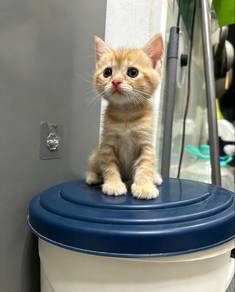 Red tabby Bsh