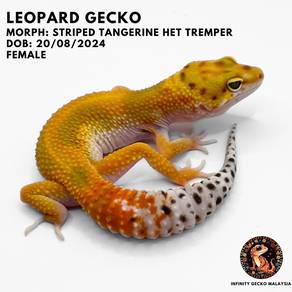 Leopard Gecko Striped Tangerine Het Tremper Cicak
