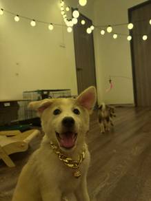Golden Retriever × Husky Mix Puppy