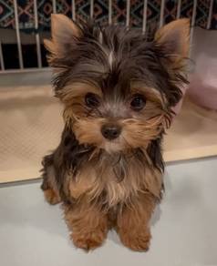 Chirpy Silkese Long Hair Small Puppy Puppy