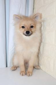 J0585 Pomeranian Sweet Fox Face Baby Puppy