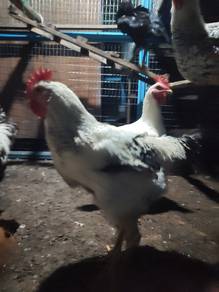 Ayam Gajah untuk dijual 