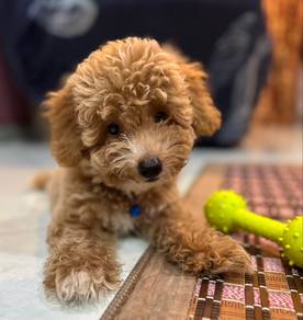 almost 7-Month-Old Male toy poodle