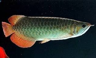 Arowana Super Red 