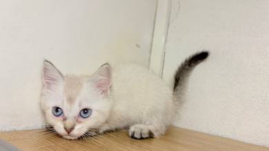 Baby BSH mix