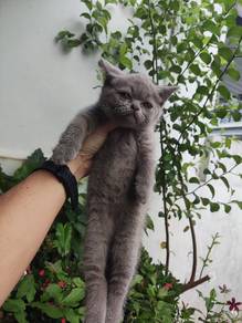 Lilac Female BSH