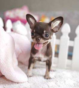 CHIHUAHUA PUPPIES 262 🌷Head Apple Cute Dog