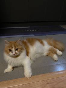 Semi flat dollface