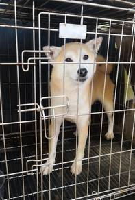 Shiba inu