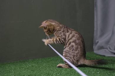 female brown bengal kitten