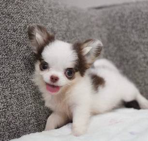 CHIHUAHUA PUPPIES 205🌷Head Apple Cute Dog