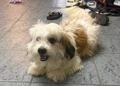 Shihpoo Toy Poodle mix Shih tzu for stud / mate