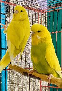 English budgie baji A