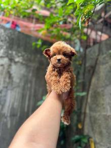 Cavapoo puppies.. 