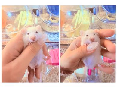 Syrian Hamster