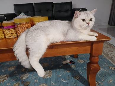 Adult Male British Shorthair