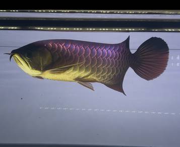 MGBB Arowana Comp Grade