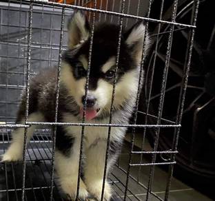 Alaskan Malamute puppy