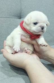 Chubby PUG PUPPIES D528 🌻 哈巴狗 Male