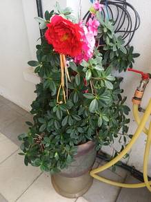 plants one pc 