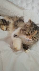 Kucing Parsi Comel manja untuk dilepaskan 