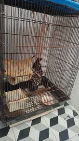 Sugar glider dan sangkar