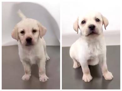 Labrador cream mka and microchip