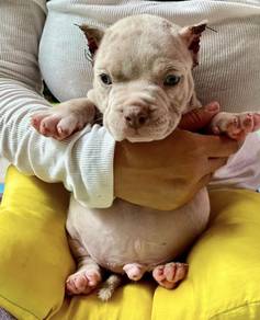 AMERICAN BULLY PUPPIES D107 🐻  Exotic - Pocket