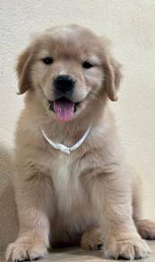 GOLDEN RETRIEVER PUPPIES M777 🌻Cream / Gold  Girl