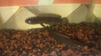 chana Limbata pair