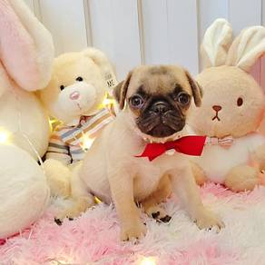 Pug
