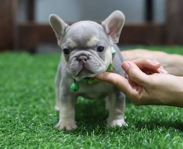 FRENCH BULLDOG PUPPIES VIP87🌻 Cute & Healthy Boy