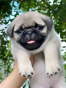 Pug