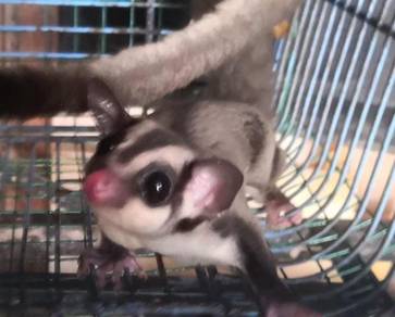 Sugar Glider manja, jinak dan sangat sihat