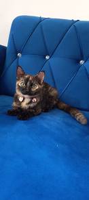 kucing parsi mix kucing kampung