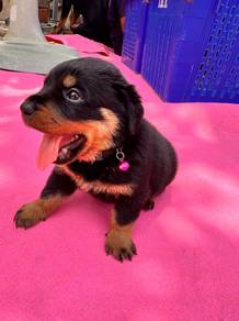 Rottweiler Puppy 002