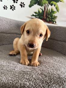 cream Labrador 2