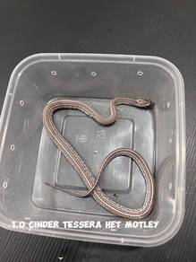 corn snake