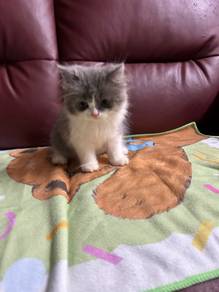 BSH + BLH for rehome