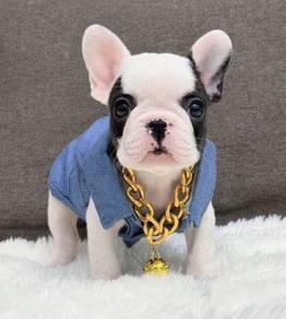 FRENCH BULLDOG PUPPIES 🌻VIP150 Boy -Girl