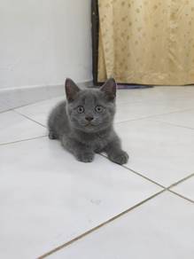 Bsh