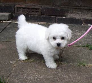 DDDD_B200G1998 Bichon Frise puppies dogs