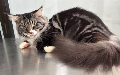 Persian Male Mainecoon for sale